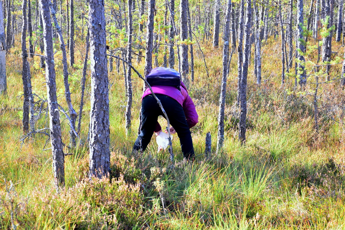 Herbstliches Ernten im Wald